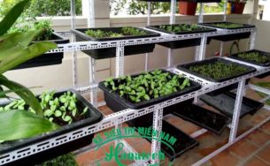 Kệ trồng rau sạch tại TPHCM