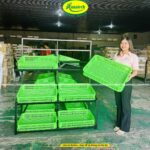 Kệ trái cây rau củ tại Lâm Đồng